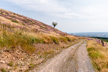 Landschaft im Harz