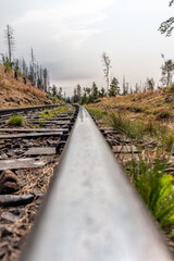 Bahnschiiene im Wald