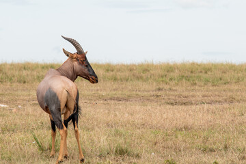 Topi