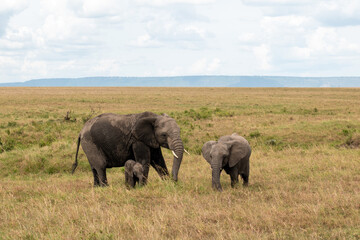 Fototapeta premium elephants in the savannah
