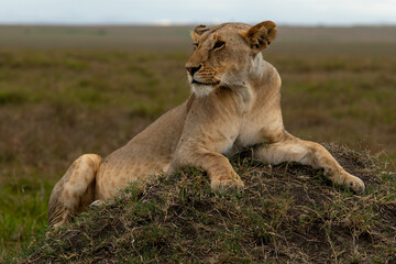 lioness in the grass