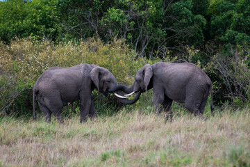 Fototapeta premium elephants in the wild