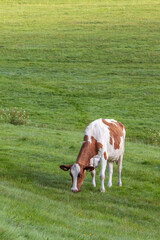 Kuh auf der Weide