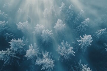 Winter Forest Aerial View Frosty Trees Captured in Sunlight Creating a Magical Atmosphere Winter Landscape Concept