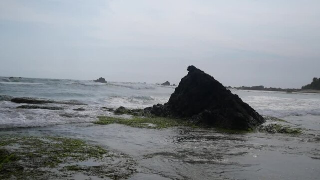 Green seaweed attached to large rocks on the beach during low tide. seaweed on the beach on the rocks. very beautiful and fertile with good seawater quality. maintain nature well