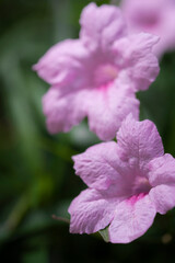 Obraz premium Ruellia Tuberosa or Minnieroot stock photo macro pink or purple color flower macro