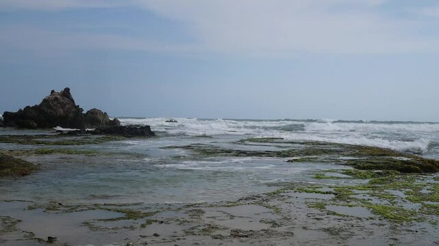 Green seaweed attached to large rocks on the beach during low tide. seaweed on the beach on the rocks. very beautiful and fertile with good seawater quality. maintain nature well