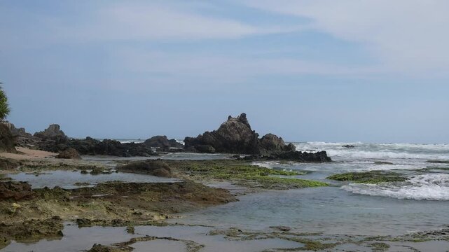 Green seaweed attached to large rocks on the beach during low tide. seaweed on the beach on the rocks. very beautiful and fertile with good seawater quality. maintain nature well