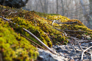 Patch of Moss on a Rocky Surface in the Forest with Sunlight