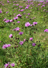 Obraz premium Phrygian cornflower (Centaurea phrygia) grows in nature