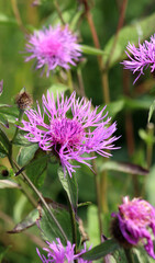 Phrygian cornflower (Centaurea phrygia) grows in nature