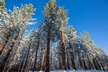 Fototapete Rund Winter forest © Galyna Andrushko