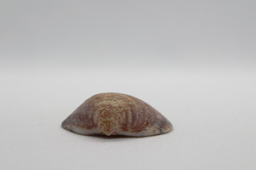 Seashell of bivalve mollusc Glycymeris nummaria  Isolated on a white background  © TomKorcak