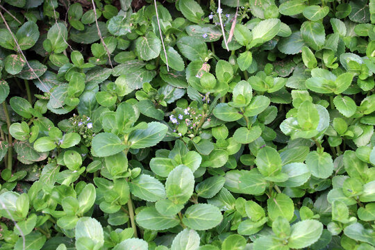 Veronica beccabunga grows in nature