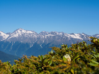 alpine flowers against a background of mountains close-up
