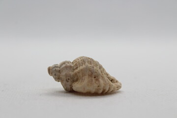 Ocenebra erinaceus, common name the European sting winkle isolated on a white background