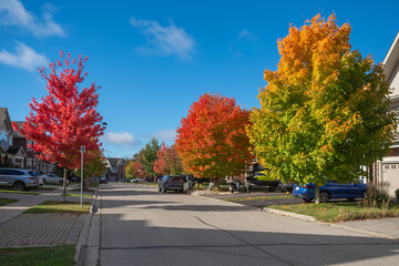 Obraz premium Autumn maples paint the street in different colors
