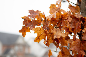 The last autumn leaves