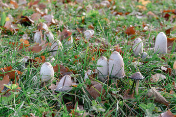 Autumn morels in green grass © Benjamin Gelman