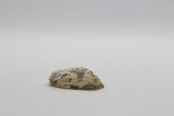 Fauna of Atlantiic ocean around Gran Canaria - shells of Haliotis tuberculata coccinea, green ormer...