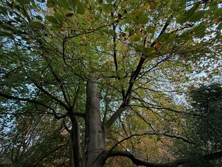 Trees with colorful leaves growing in autumn park