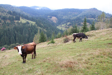 Fototapeta premium Cow on a mountain pasture