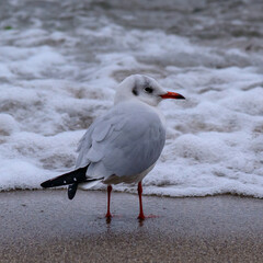 Obraz premium Black-headed Gull Larus ridibundus - birds rest on the shore and walk on the sand on the sandy beach of Odessa, Black Sea