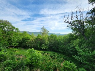 Expansive view of a green valley surrounded by trees, under a bright blue sky.