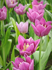 Fototapeta premium blossom pink tulip in garden