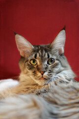 Porträt einer Maine Coon Katze