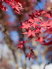 Fototapeta premium red autumn leaves