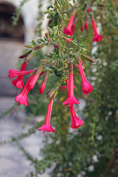 Macro image of Sacred flower of the Incas blooms, Arequipa Peru