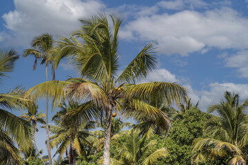 Obraz premium Coconuts on the palm tree