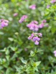 pink and white flowers