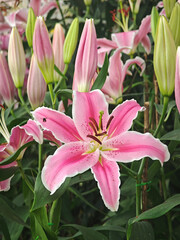 blossom pink lily in garden