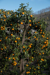 Lots of tangerines growing on a tree. Citrus tree closeup