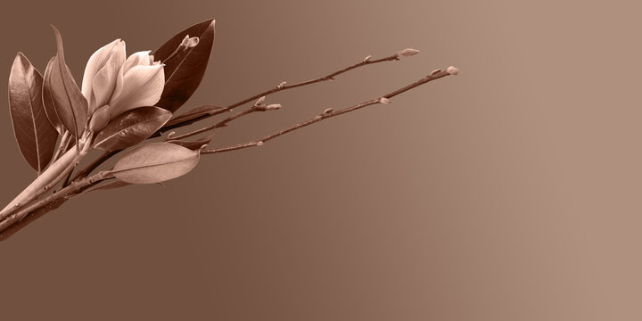 Stylish spring bouquet with branches and leaves of magnolia and amaryllis. Demonstrating the colors of 2025 - Mocha Mousse.