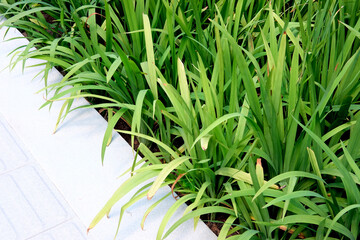 Obraz premium grass on white