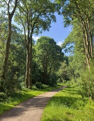 Fototapeta premium A path through a forest with trees on either side, Ai generated.