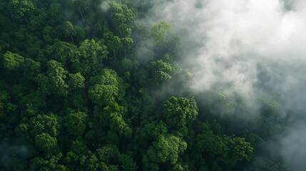 Ziplining Adventure Over Lush Rainforest Canopy