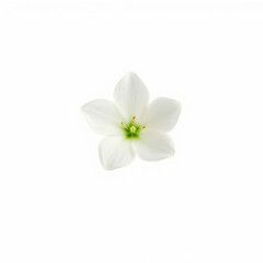 Fototapeta premium white flower isolated on transparent background cutout