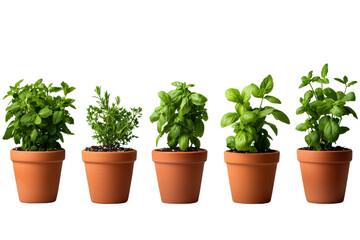 Five pots of fresh herbs arranged in a row, showcasing vibrant green leaves on a white background.