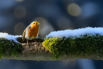  Un pettirosso (Erithacus rubecula) si appollaia su un ramo coperto di neve in una mattina di sole.