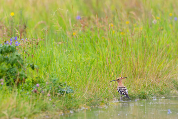 Eurasian Hoopoe (Upupa epops) adult in flowering meadow on lake shore, Hesse, Germany © Martin Grimm