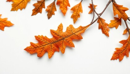 Fototapeta premium autumn leaves isolated on white