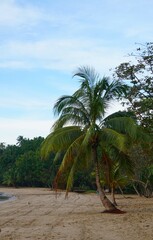 Tropikalna pojedyncza palma rośnie na plaży. Tropikalna plaża i palma rośnie blisko wody. © Adam