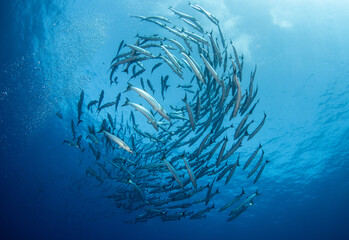 Barracuda, French Polynesia