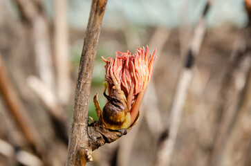 New life sprouting from last year's tree branch
