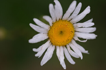 Obraz premium A plant Verbascum thapsus with yellow flowers growing in a city park