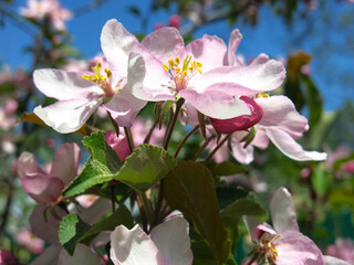 Obraz premium apple tree blooms with delicate pink flowers